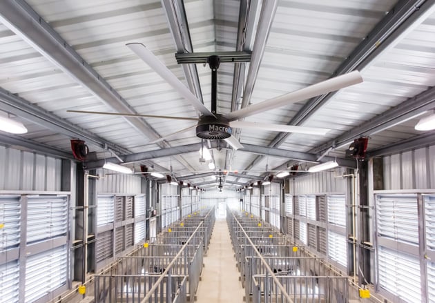 Six reasons why your livestock need HVLS fans