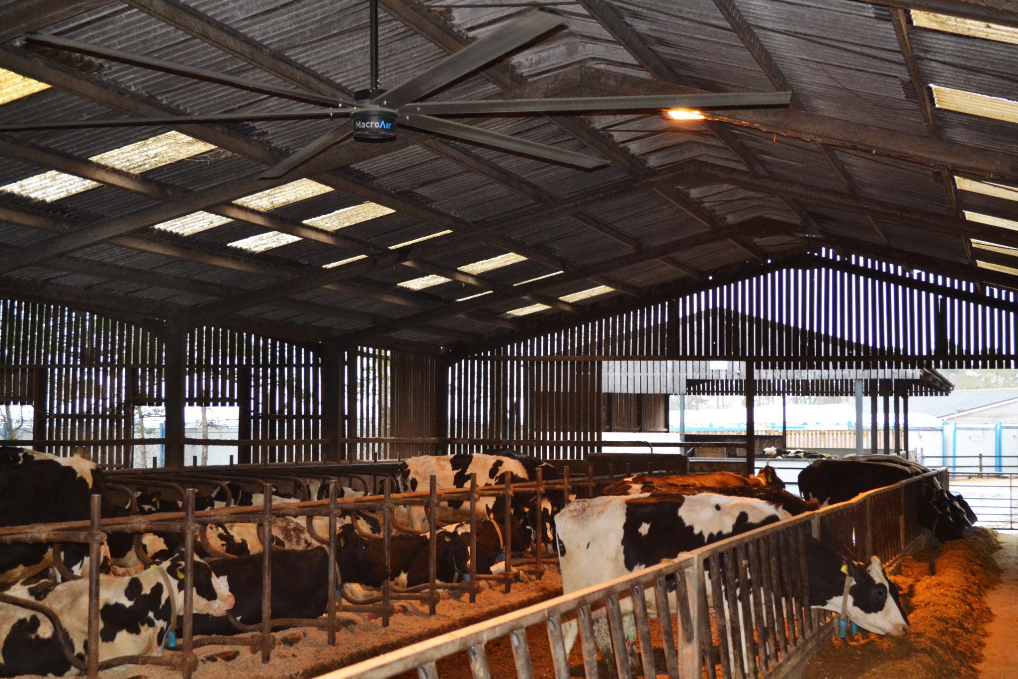 Livestock Fans The Efficient Solution to Animal Health and Production